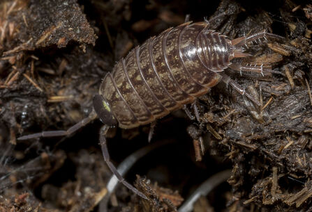 Fast Phill Woodlouse on deadwood