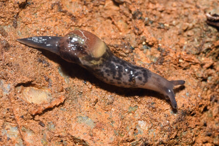 Pyrenean Semi-Slug