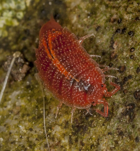 Rosy woodlouse on moss
