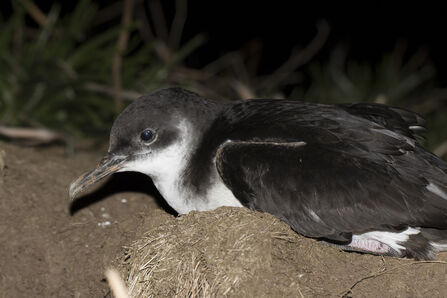 Close up photo of a black and white bird on the ground
