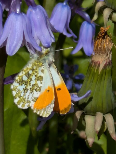 Close up photo of an orange-tip butterfly on a bluebell.