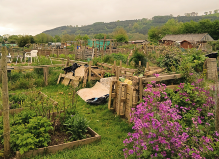 Plot at Watton allotments with no dig beds and a shrubby pink flowered plant