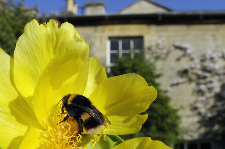 Bumblebee on a yellow flower