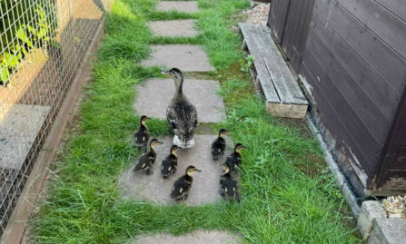 Seven ducklings and parent walking along a paved grassy path