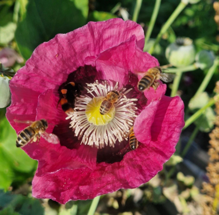 Honey bees and bumblebee visiting pink flower