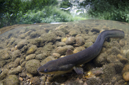 An eel lying on a pebbly river bed