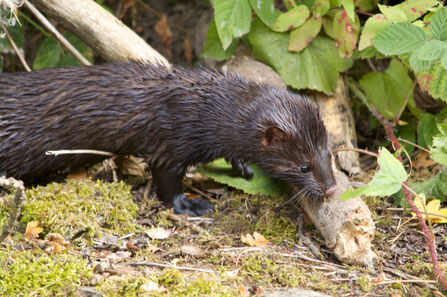 A small mammal with dark brown fur