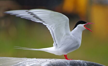 Arctic Tern