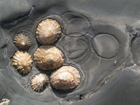 Limpets