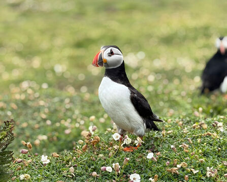 A Puffin stood amongst Sea campion on Skomer Island. 