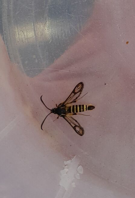 An insect with a striped yellow and black body and clear wings with dark edges. 