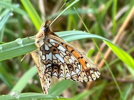 Close up of a brown and white butterfly on a blade of grass.