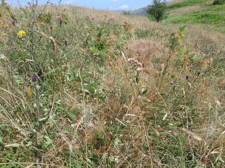 Grass and wildflowers looking dry, brown, and crispy. 