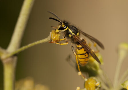 Close up of wasp on a small round yellow flower