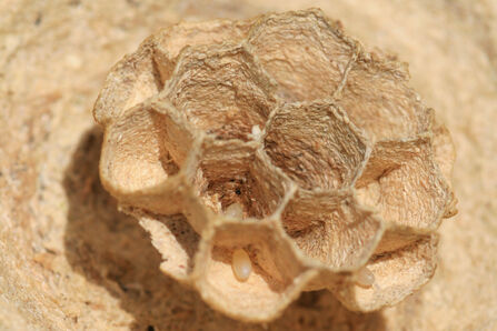 Close up of honeycomb-shaped structure