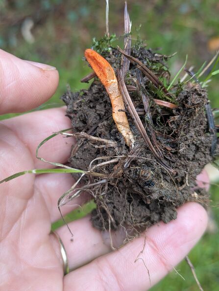 An orange fungus in a clump of soil and plant matter in someone's hand.