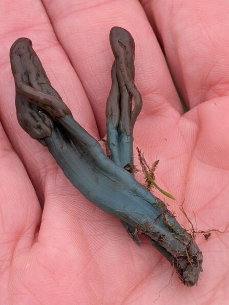 Olive green brown finger-shaped fungus in someone's hand.