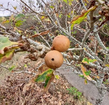 A tree branch with brown, round lumps growing out of it.