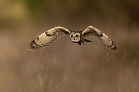 A brown owl flying over vegetation, with a pale face and dark body. 