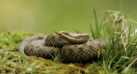 adder