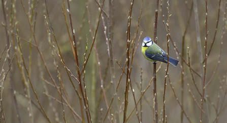 Blue Tit