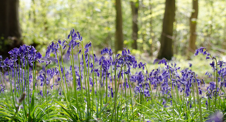 Bluebells