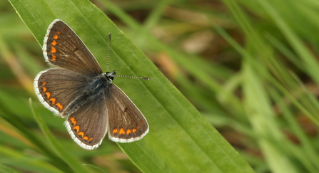 Brown argus