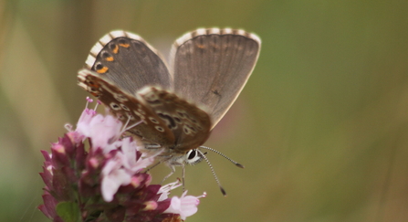 Chalkhill blue female on large thyme