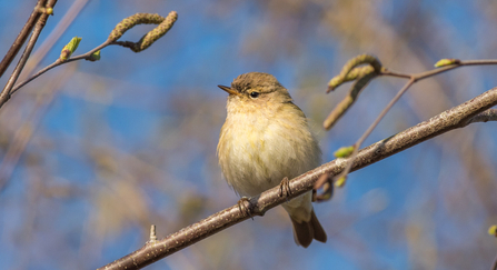 Chiffchaff 