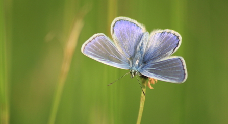 Common blue 