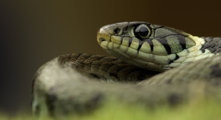 Grass Snake basking in the spring