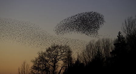 Starling murmuration at sunset. 