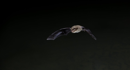 Daubenton's Bat