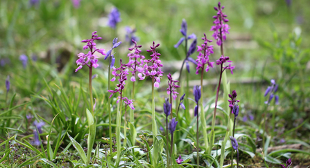 Early purple orchids
