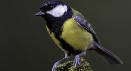 Great tit