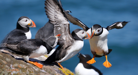 Puffins