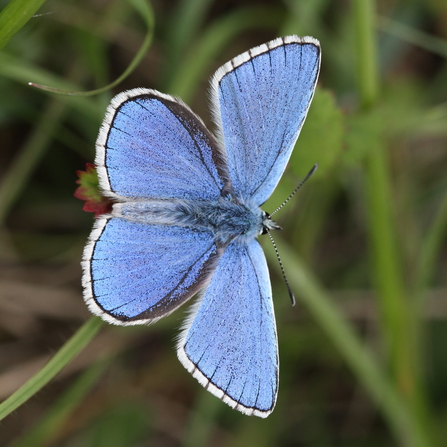 Adonis blue