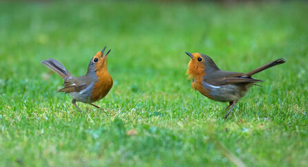 Pair of Robins
