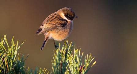 Stonechat