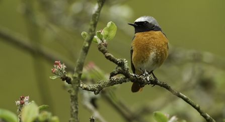 Redstart on branch