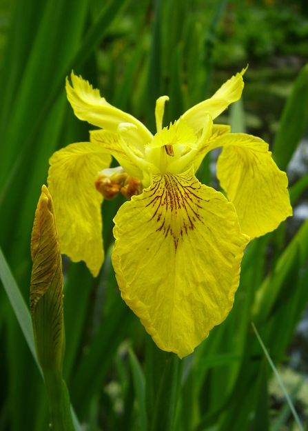 Yellow flag Iris