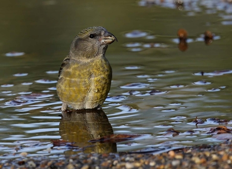 Crossbill