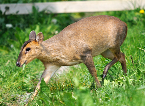 Muntjac deer