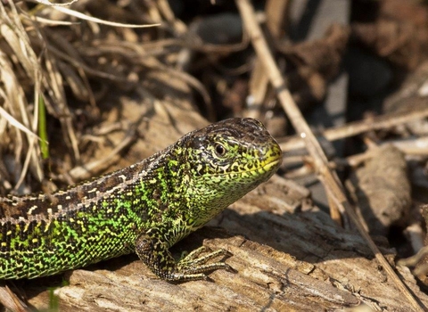 Sand lizard