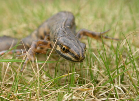 Smooth newt