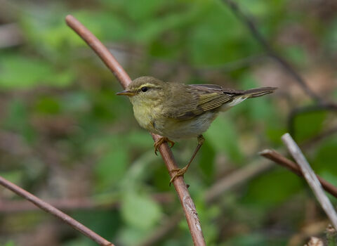A willow warbler perched on a stem, looking into the distance