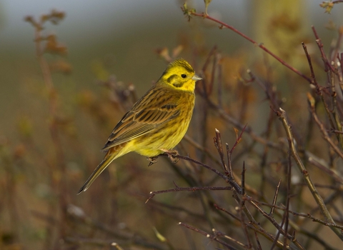 Yellowhammer