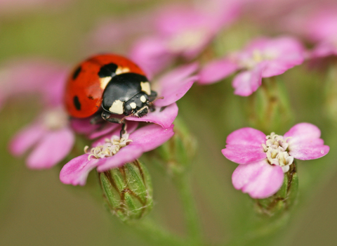 7-spot Ladybird