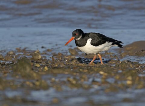 Oystercatcher