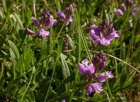 Common Milkwort